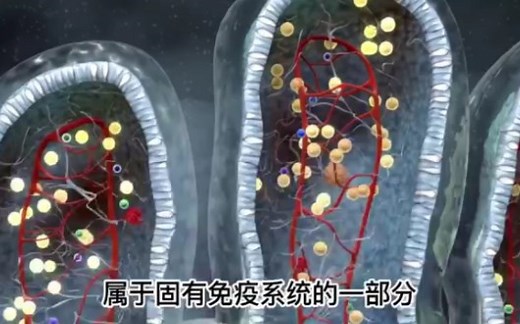 最活跃的免疫细胞-自然杀伤性细胞nk细胞