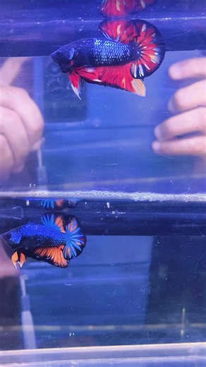 Betta fish #bettafish