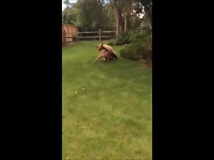 Deer screaming while it gets mauled by a Bear