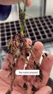 🌱 The Difference Starts Below the Surface – Rhizopon Rooting Powder in Action!