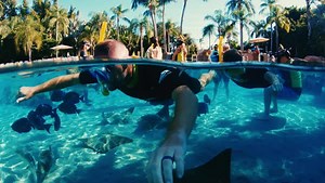 3.9K views · 123 reactions | Ready to plan your winter escape?  We’ve extended our sale! Save up to 40% on dates through 2024, when you book by Oct. 29. Learn more: https://bit.ly/3M8rZLF | Discovery Cove | Facebook