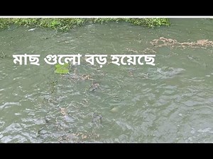 প্রতি দিনের মতো আজকেও আমার মাছগুলোকে খাবার দিচ্ছি। 🐟