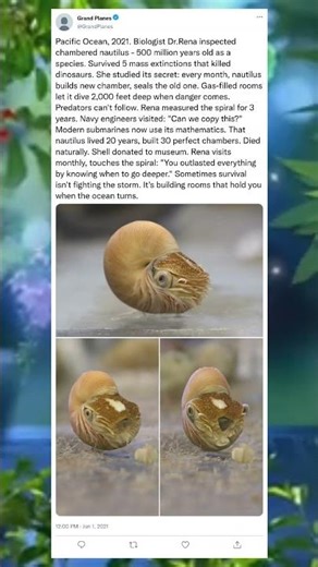 A Shell That Outlived Everything#NautilusLife #OceanMystery #AncientSea #MarineMagic