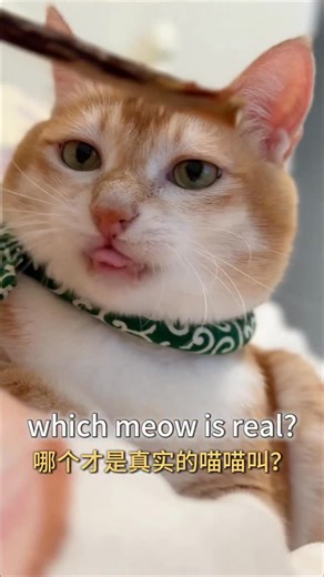一条猫猫虫 on Instagram: "Which meow is real?#"