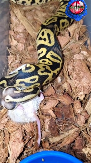 3K views · 36 reactions | Ball Python vs Fancy Rat Warning Live Feeding #tntballs #feeding #video. | Mr LuckyFrog | Facebook