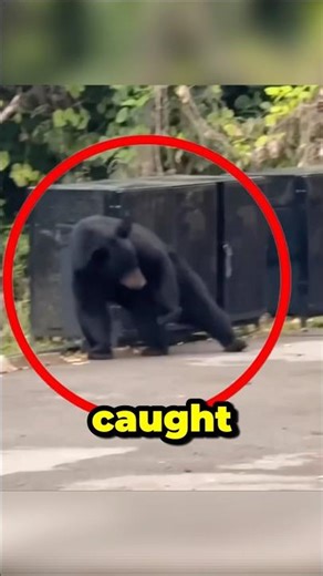 BEAR HITS THAT Baloo move 💃🐻