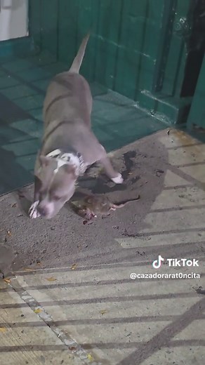 #ratczar #ratterforhire #ratkiller #harlemratter #pitsoftiktok