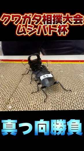 第17回ムシバト杯 シェンクリングオオクワガタVSスラウェシヒラタ #shortvideo #クワガタ #ムシキング