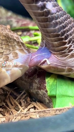 Mating Animals on TikTok