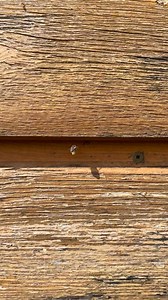 Have you ever wondered where leafcutter bees nest in nature? 🌿🐝 These amazing little pollinators are solitary by nature, which means each female builds her own nest. In the wild, they tuck their cocooned eggs into small holes in wood, hollow stems, or other sheltered spots—like under this shed's siding! 🏠 So for some people who say their bees seemed to fly off and not use their bee house, it could be because they’ve found other nesting spots that better suit their needs—usually closer to the 