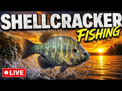 Kissimmee Special is ls Shellcracker Fishing Live!