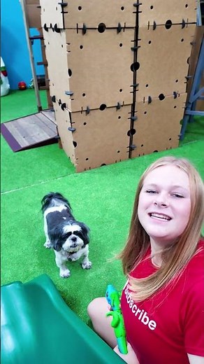 Assistant Tests to see if Wiggles Waggles and Waffles will go up a slide #FamilyFun #FunnyDogs