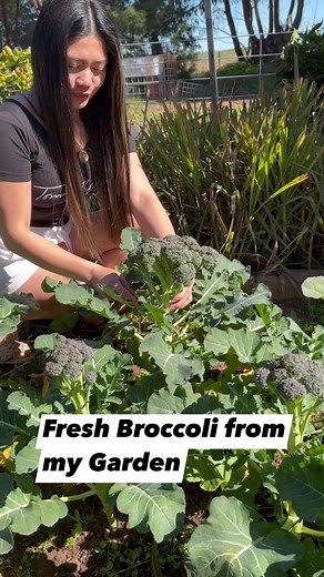 4.8K views · 126 reactions | Harvesting Fresh Broccoli from my garden #everyone #broccoli #vegetables #pinayfarmer | Farm Life in Australia “Dai Meraflor” | Facebook