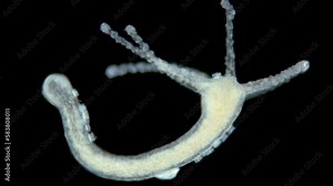 Freshwater Hydra, class Hydrozoa and Infusoria Ciliophora Kerona polyporum, family Oxytrichidae under microscope. In video, they move around body of Hydra and are commensal.