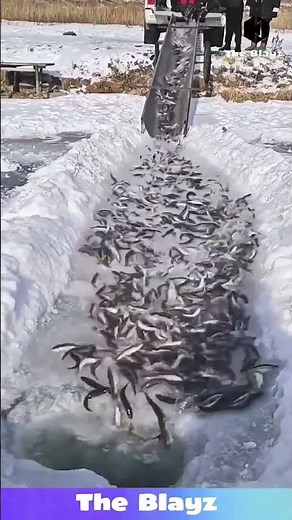 Fish Released into an Ice-Cold Pond for Winter:Farming