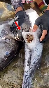 561K views · 2K reactions | Palaisipan kung bakit may kinain syang relo #incredible #Amazing | William tv | Facebook