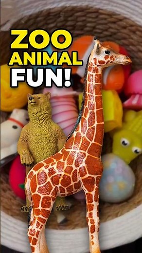 Did You Know? Giraffes, Clownfish & Bears! #didyouknow #zooanimals #learning