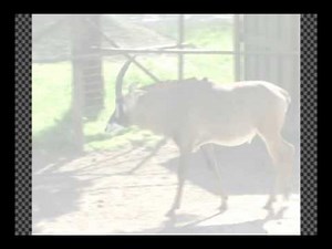 Animating Animals With FORCE — Four-Legged Walk