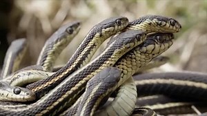 104 reactions · 123 shares | On #ReptileAwarenessDay behold the...