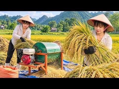The Life of Rice | From Planting to Harvest in the Mountains