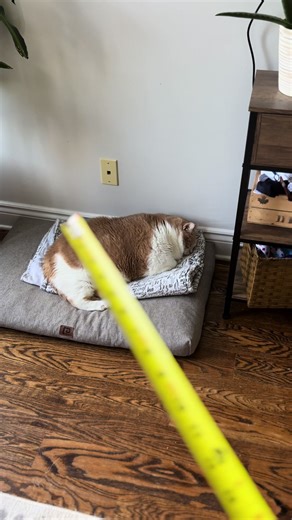 Custom Cat Tree Measurement for Biggie the Cat