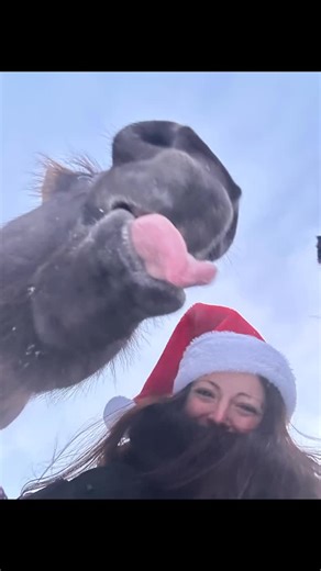 Leïla Pagès : Spécialiste de la relation humain-cheval on Instagram: "Je vous souhaite un joyeux Noël depuis le Quebec !❄️🌟🎄Aah essayer de prendre une photo de Noël avec les chevaux, ça se transforme vite en bêtisier 😂 Et c’est pour ça qu’on les aime…joyeuses fêtes à tous et gros becs des chevaux ! 🐴💋🇨🇦 . #noel #chevaux #sansattache #betisier #liberte"