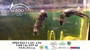 19K views · 62 reactions | GO WILD THIS SPRING BREAK AT PALM BEACH ZOO! From up close and personal animal experiences, to helping us welcome our newest baby animals - your tropical adventure awaits! palmbeachzoo.org | Palm Beach Zoo | Facebook