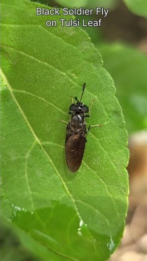 Black Soldier Fly on Holy Basil Leaf #insects #fly