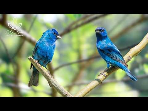 Forest Birds Singing - 10 Hours of Nature Sounds for Focus, Sleep, and Relaxation