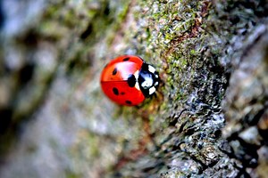 What Do Ladybugs Eat: The Garden’s Natural Pest Controllers - What's That Bug?