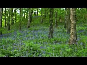 Oh How Lovely Was the Morning