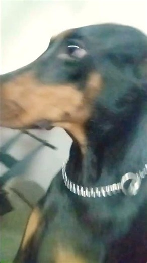 dog/ Doberman/ #dobermanlove 9 #dobermanpuppy/ me and dog