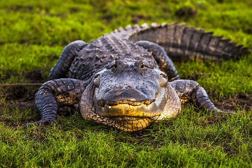 ​6 Largest Alligators Ever Recorded - Our Planet