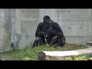 父と息子（シャバーニとキヨマサ）