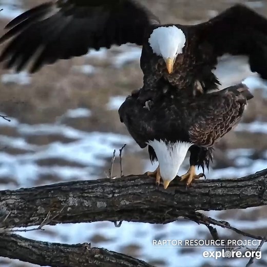 Mr. North and DNF join their cloacae in what is often referred to as a "cloacal kiss." Both male and female eagles have a cloaca, and Mr. North deposits his genetic material. We are due for eaglets any day now on the North nest. What day do you predict the first egg? Pay a visit to the Norths at https://explore.org/livecams/bald-eagles/decorah-eagles-north-nest?utm_content=1676129940&utm_medium=social&utm_source=facebook | explore.org