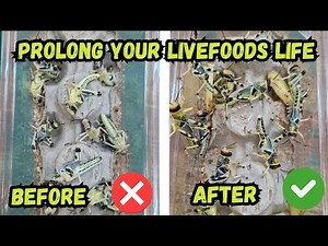 Ultimate Guide to Feeder Insect Care | Gut Loading, Housing & Feeding Tips