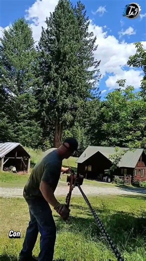 Massive Tree Falls With Pulling 🌲💪#TreeRemoval #Logging #Engineering