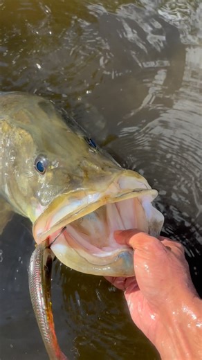 Limited Batch “Miami Mullet”❌”Flo_420” drops tonight at 8:00pm EST! 🔥 Listed below are the winners of the color contest. We want to thank everyone for participating‼️ Without you all, none of this would be possible. 🙏💯 ‼️‼️‼️WINNER‼️‼️‼️ “Miami Mullet” @thatkayakdude Runner Up❗️ “Snook Tarts” @slaterbrokeoff NLBN favorite❗️ “Whoville” @the_big_man_bassing___ Reach out through DM’s to claim a prize if you are tagged! 💯 45” BEAST caught on the new “Flo_420” color! 📸: @_malindar772 A big thank