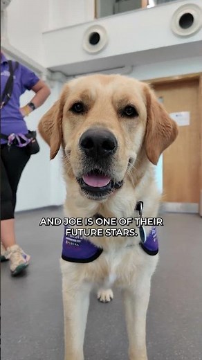 Teaching Coco an Assistance Dog Task with Canine Partners!