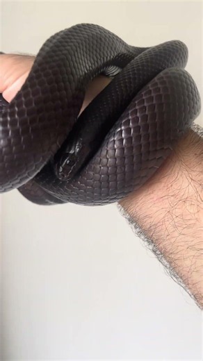 Mexican black king snake #snake #reptiles #mbk #mexicanblackkingsnake