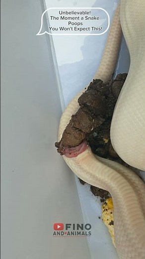 Shocking! A Snake's Pooping Process Caught on Camera! #snake #pooping