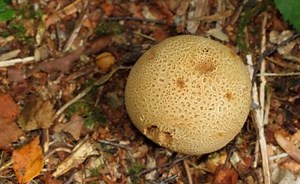 Scleroderma citrinum