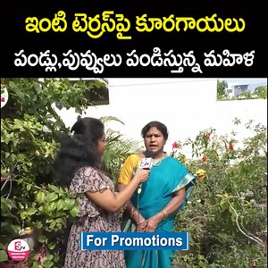 240K views · 1.6K reactions | ఇంటి టెర్రస్ పై కూరగాయలు పండ్లు, పువ్వులు పండిస్తున్న మహిళ..Women Terrace Garden Farming in Tirupati | Successful Story | Vegetables | Fruits | Flowers #Women #TerraceGardenFarming #Tirupati #SuccessfulStory #Vegetables #Fruits #Flowers #sumantvlifeinterviews | Sumantv Life Interviews | Facebook