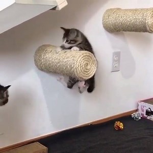 By: @love2foster | I Love Meows