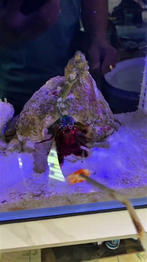 I let mantis shrimp dance #mantisshrimp #shorts #viral #fyp