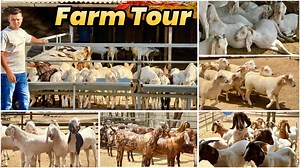 13K views · 105 reactions | Kismat Goat Farm (Surat) Full Tour | Goat Kids, Sojat, Ajmera, Boer, Bannur & Gujri | FSA Entertainment | Facebook