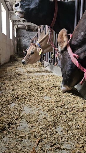Jersey Cows Enjoying Corn Silage #farming #cows