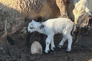 Preparing small ruminants for kidding and lambing
