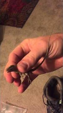 Lizard Hibernation: The Green Anole