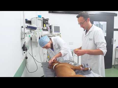 The Anaesthesia journey at Davies Veterinary Specialists